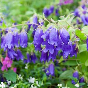 Campanula Sarastro, Bellflower 'Sarastro', 'Sarastro' Bellflower, Campanula hybrida 'Sarastro', Purple flowers